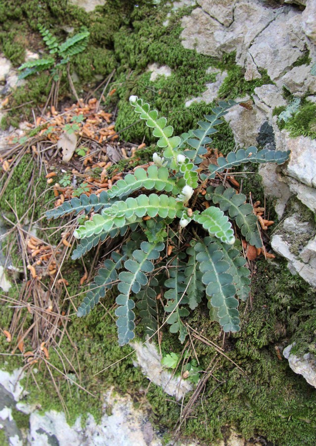 Image of Ceterach officinarum specimen.