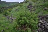 View full-size image genus Juniperus