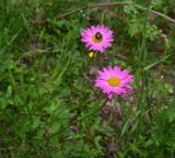 View full-size image Pyrethrum coccineum
