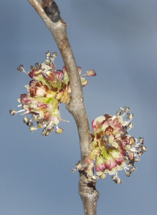 Image of Ulmus minor specimen.