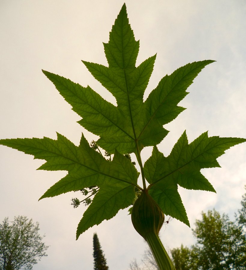 Изображение особи Heracleum dissectum.