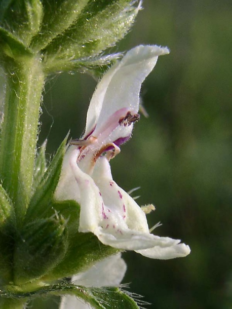 Изображение особи Stachys recta.