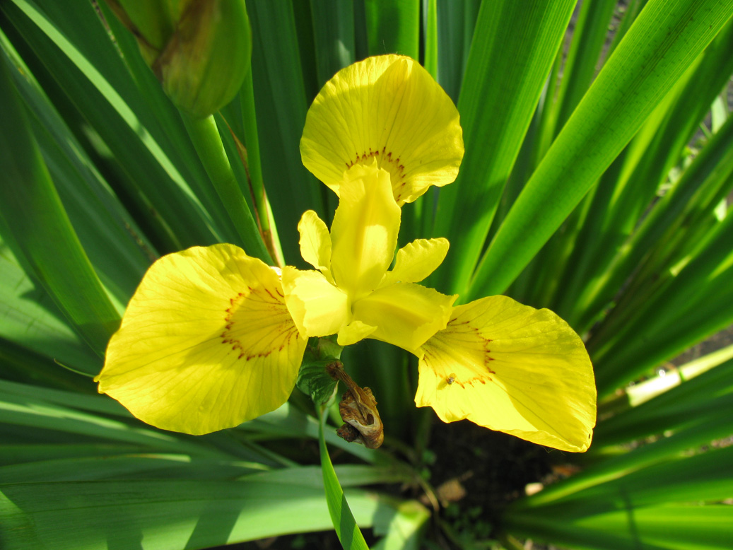 Изображение особи Iris pseudacorus.