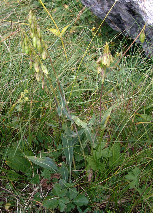 Image of Isatis caucasica specimen.