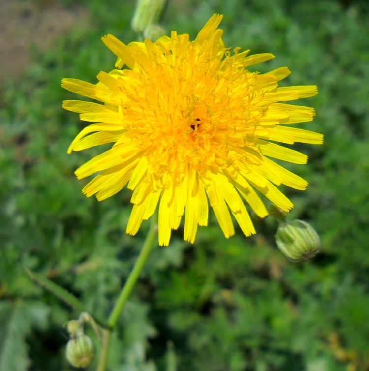 Image of Sonchus arvensis ssp. uliginosus specimen.