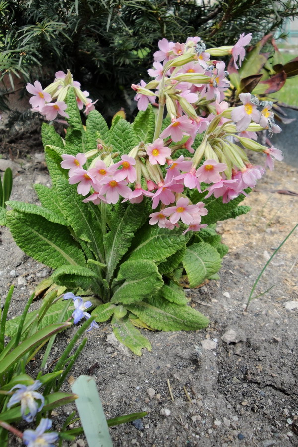 Image of Primula amoena specimen.