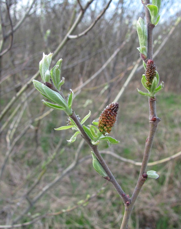 Image of Salix &times; laurina specimen.