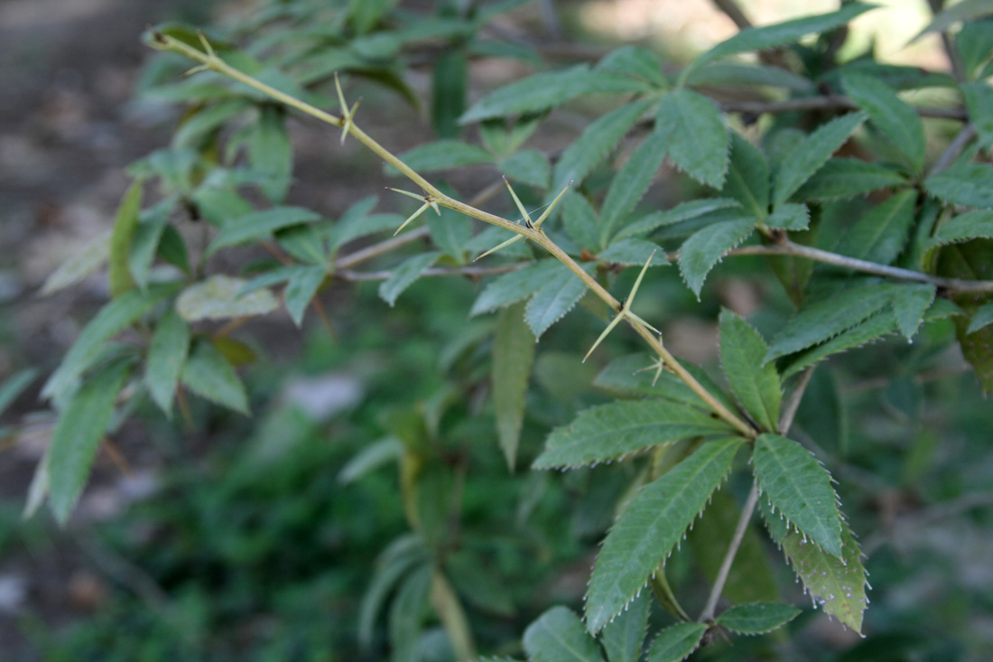 Image of Berberis julianae specimen.