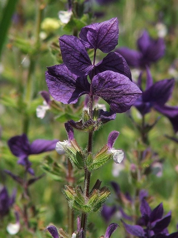 Image of Salvia viridis specimen.