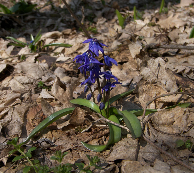 Изображение особи Scilla siberica.