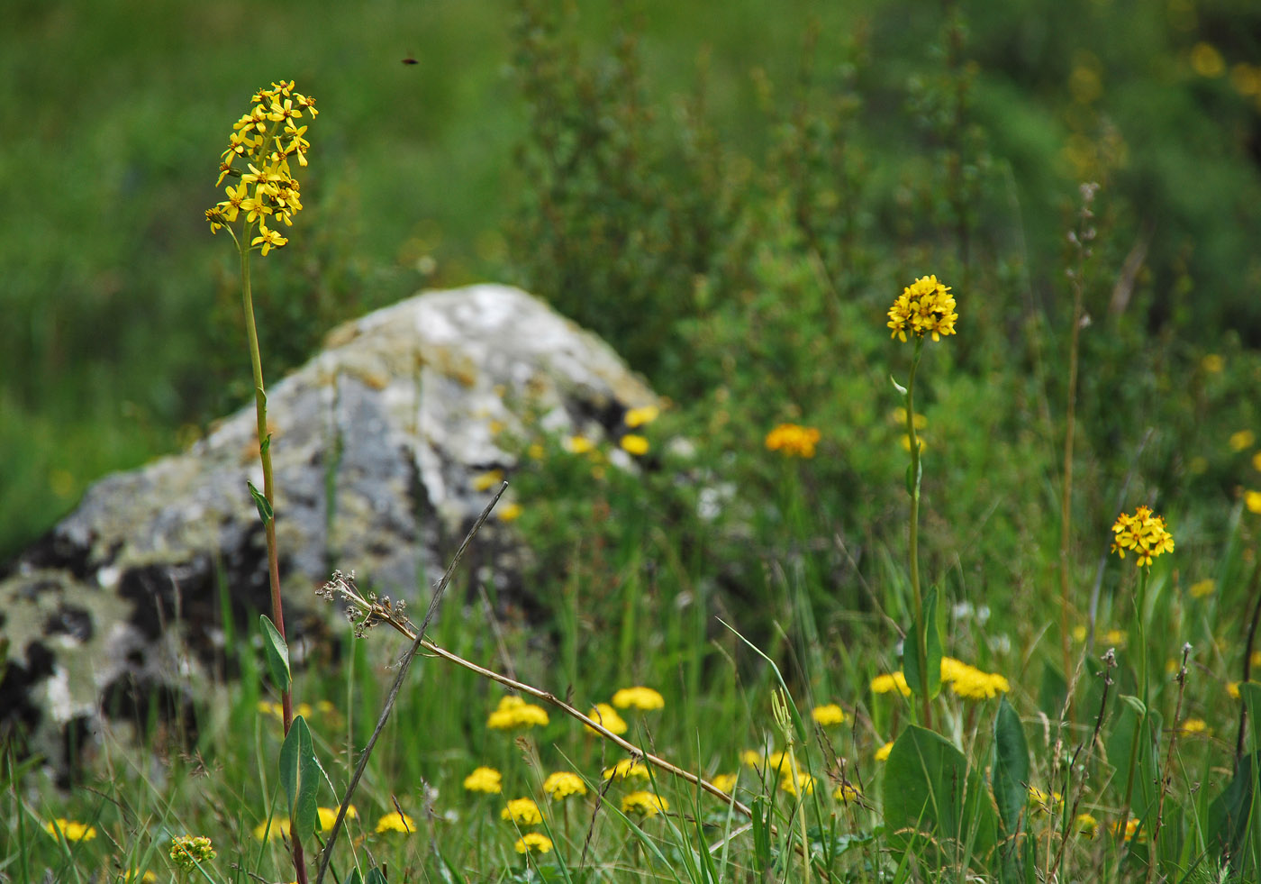 Image of Ligularia altaica specimen.