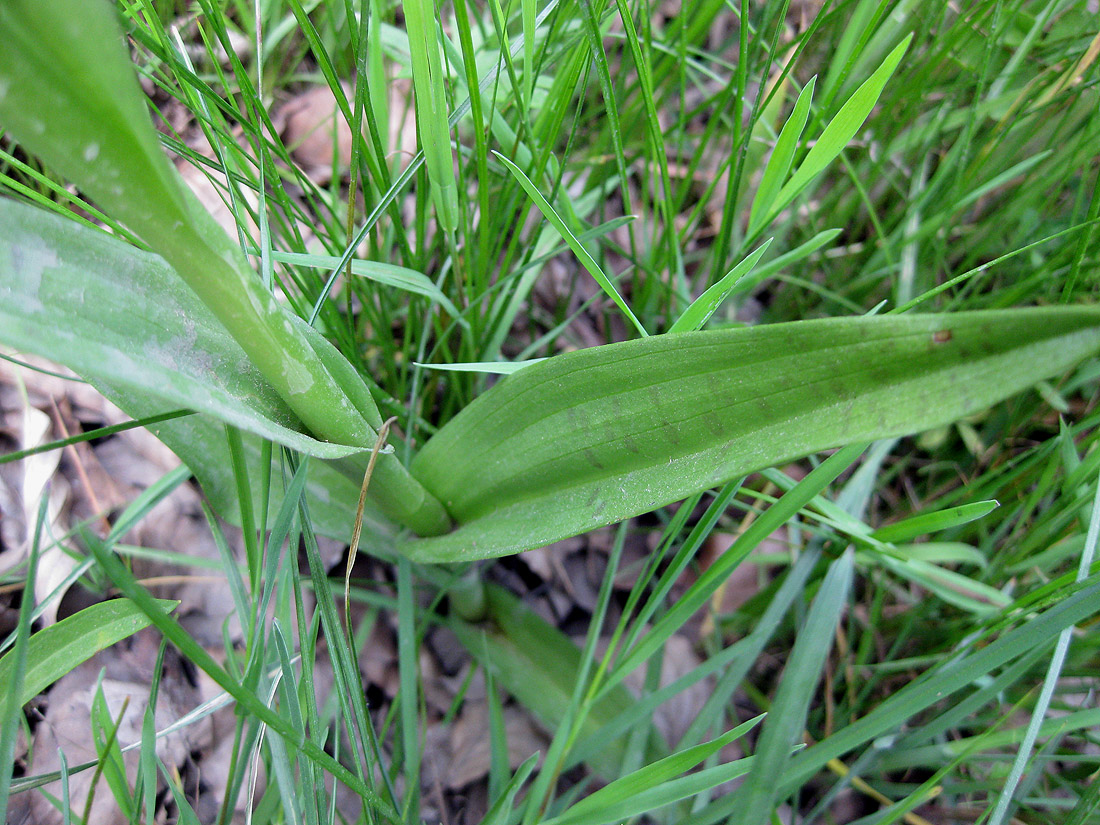 Image of Dactylorhiza majalis specimen.