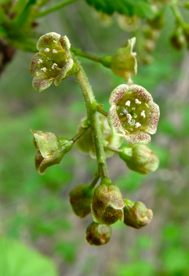 Image of Ribes spicatum specimen.