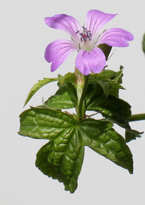 Image of Geranium nodosum specimen.