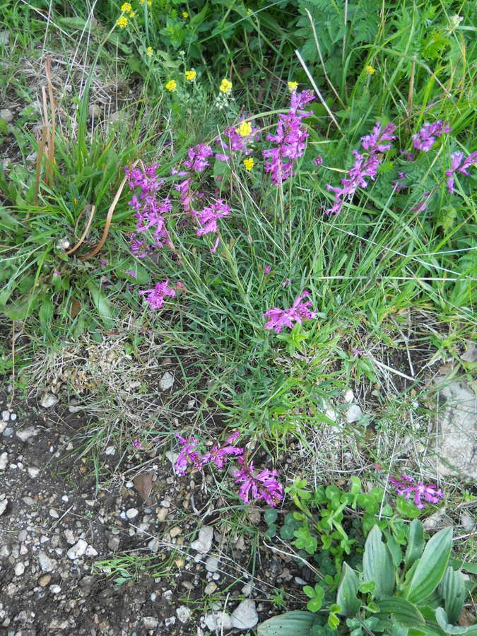 Image of Polygala major specimen.