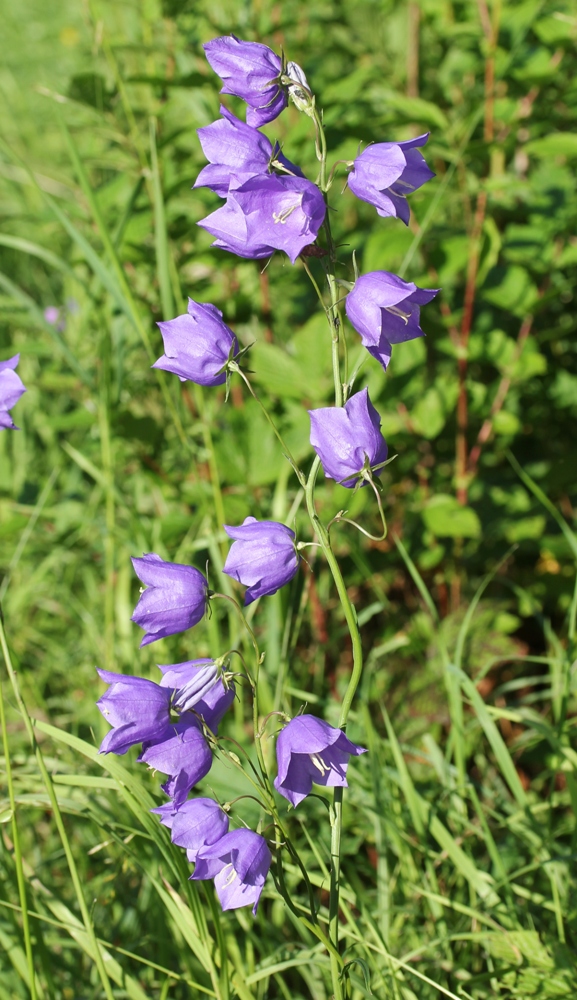 Изображение особи Campanula persicifolia.