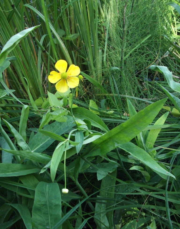 Image of Ranunculus lingua specimen.