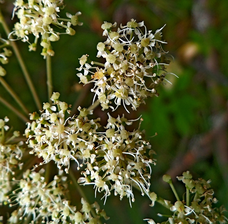 Изображение особи Angelica sylvestris.