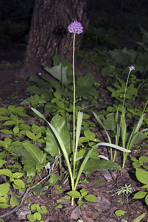 Image of genus Allium specimen.