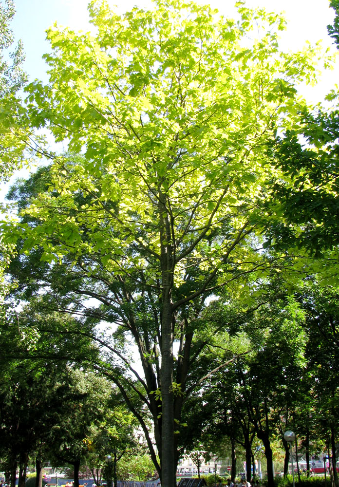 Image of Quercus rubra specimen.