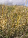 Phragmites australis. Плодоносящие растения в осенней окраске. Саратова, в неглубокой балке на юго-восточном склоне. 30 сентября 2012 г.