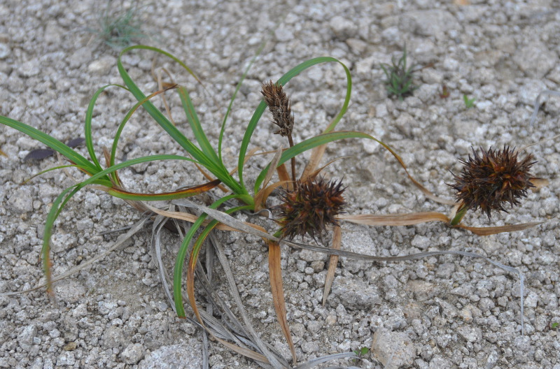 Image of Carex macrocephala specimen.