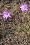 Xeranthemum annuum