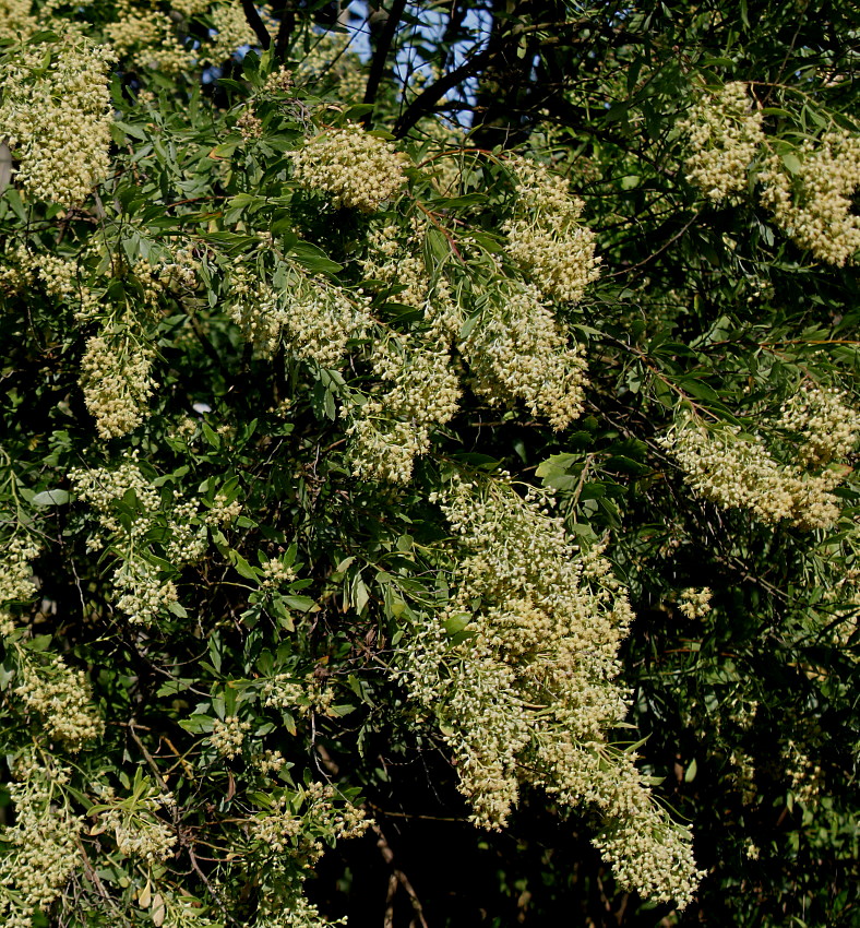 Image of Baccharis halimifolia specimen.