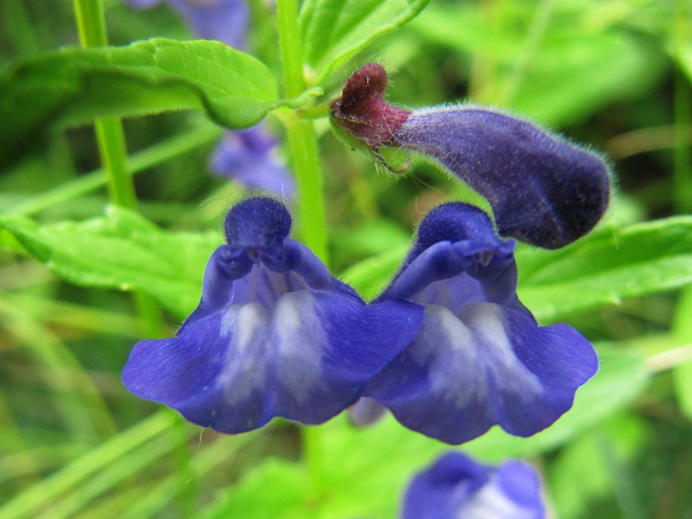 Изображение особи Scutellaria galericulata.