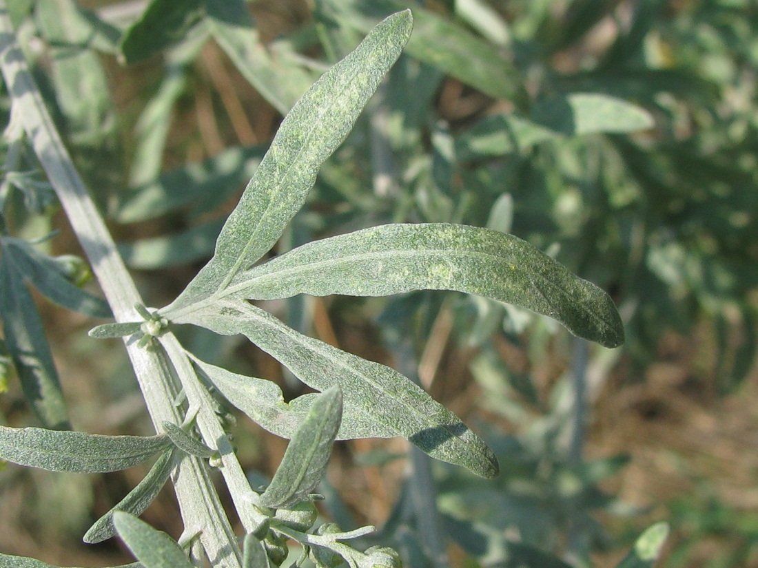 Image of Artemisia absinthium specimen.