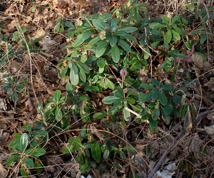 Image of Euphorbia amygdaloides specimen.