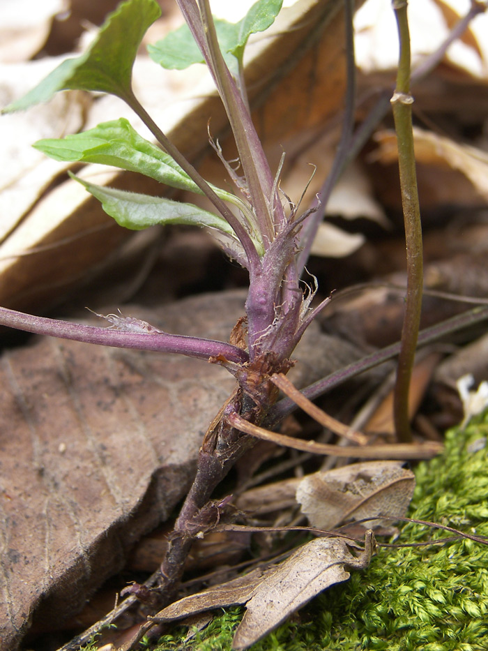 Image of Viola reichenbachiana specimen.