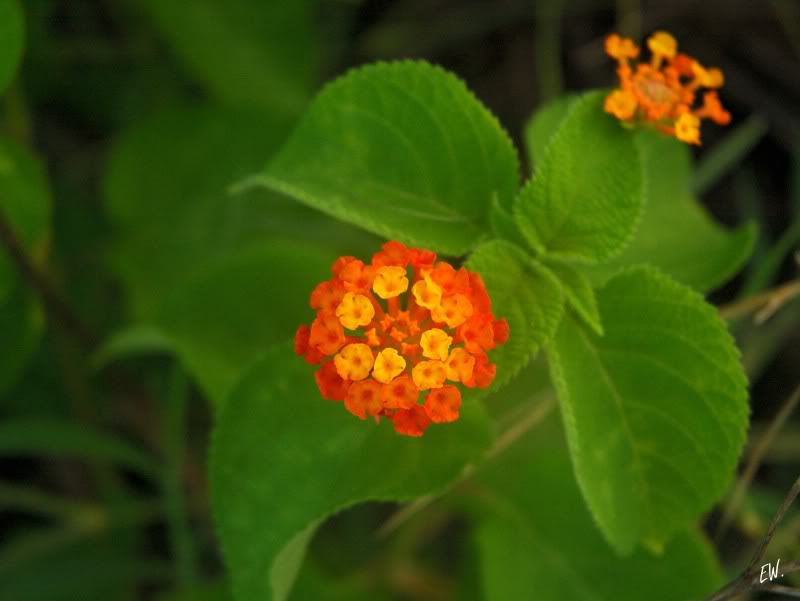 Изображение особи Lantana camara.