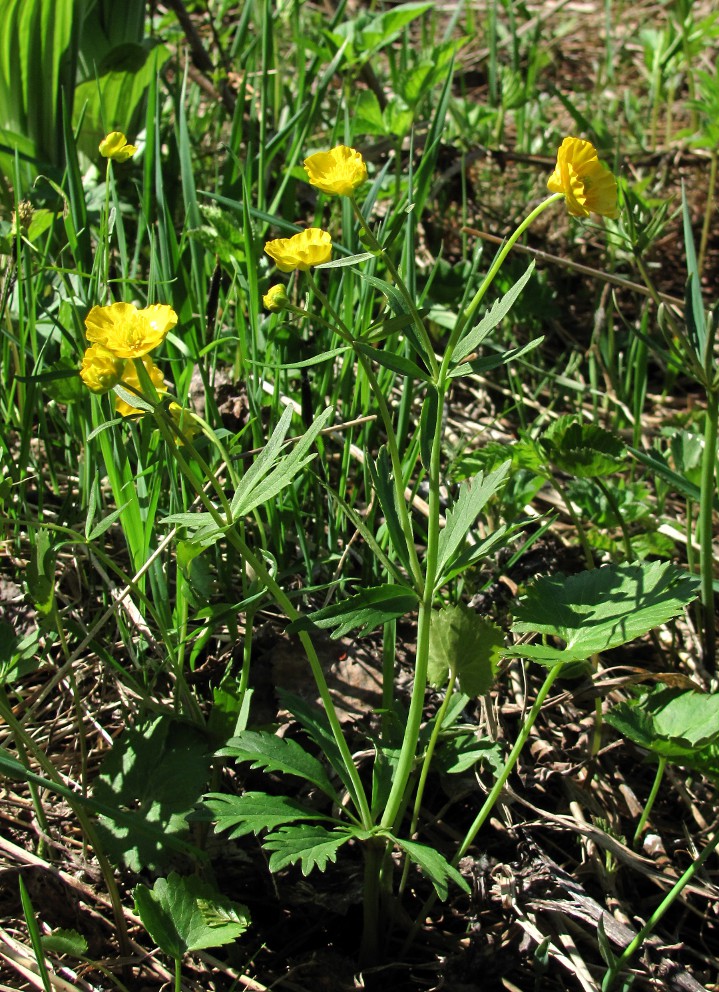 Изображение особи Ranunculus cassubicus.