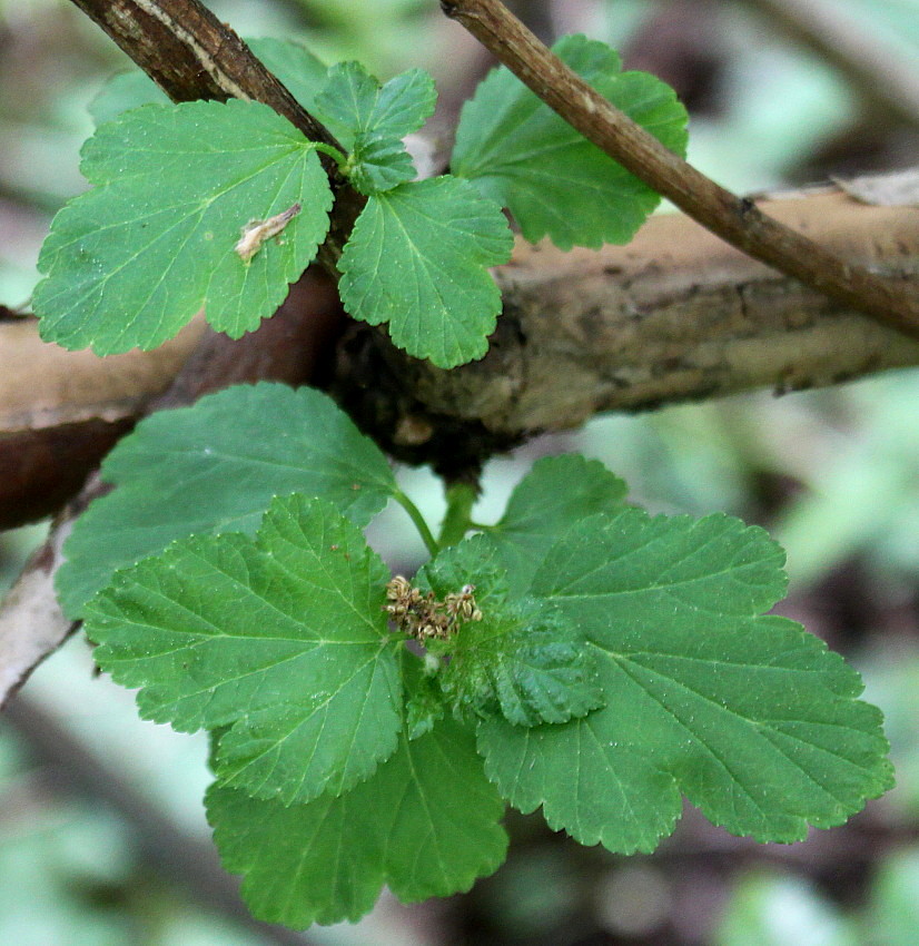 Image of Physocarpus amurensis specimen.