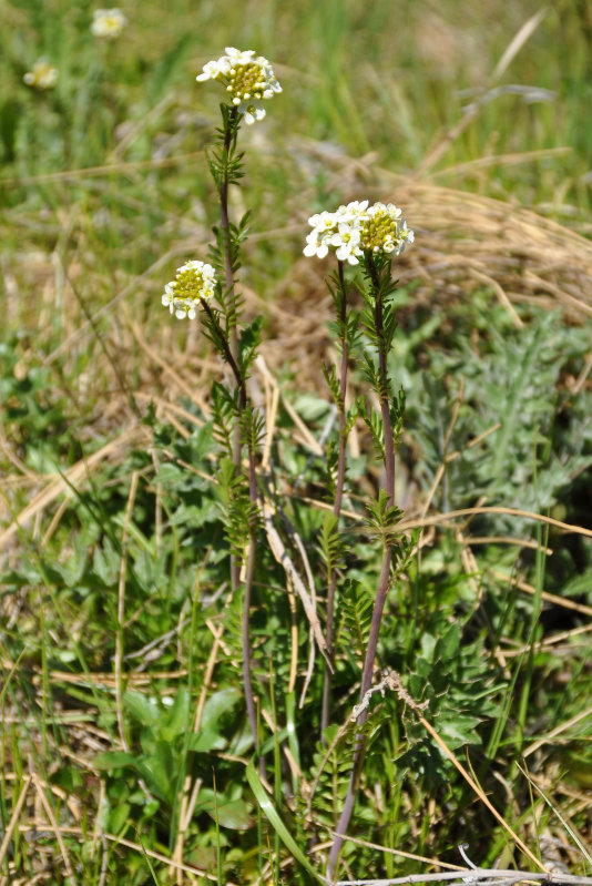 Image of Cardamine uliginosa specimen.