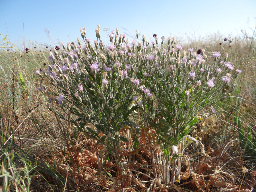 Изображение особи Klasea erucifolia.