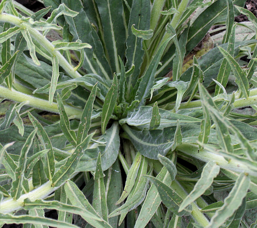 Image of Echium biebersteinii specimen.