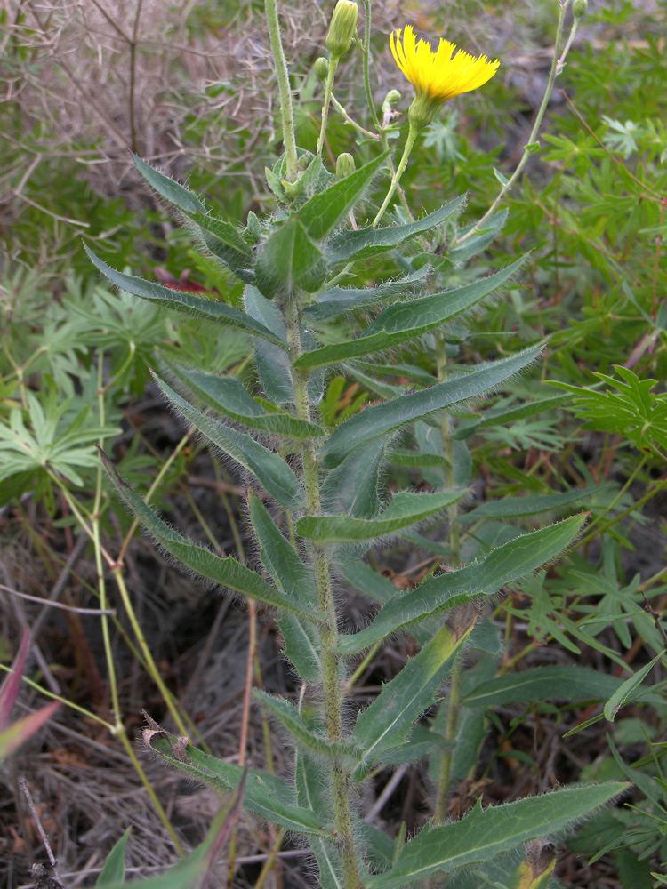 Image of genus Hieracium specimen.