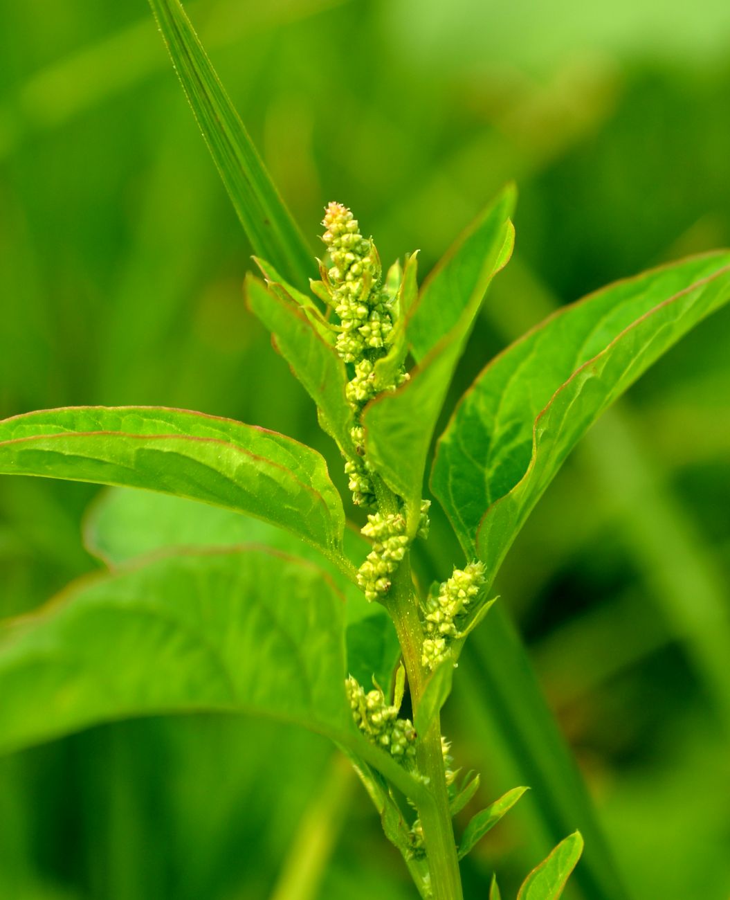 Изображение особи Lipandra polysperma.