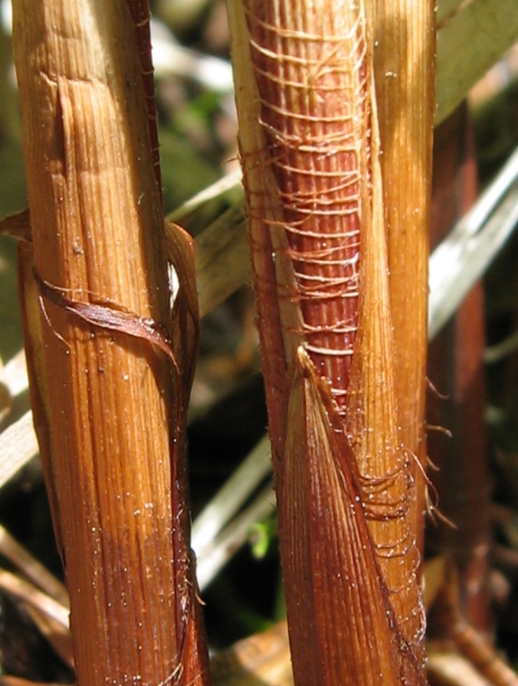 Image of Carex atherodes specimen.