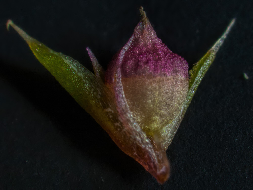 Image of Amaranthus albus specimen.