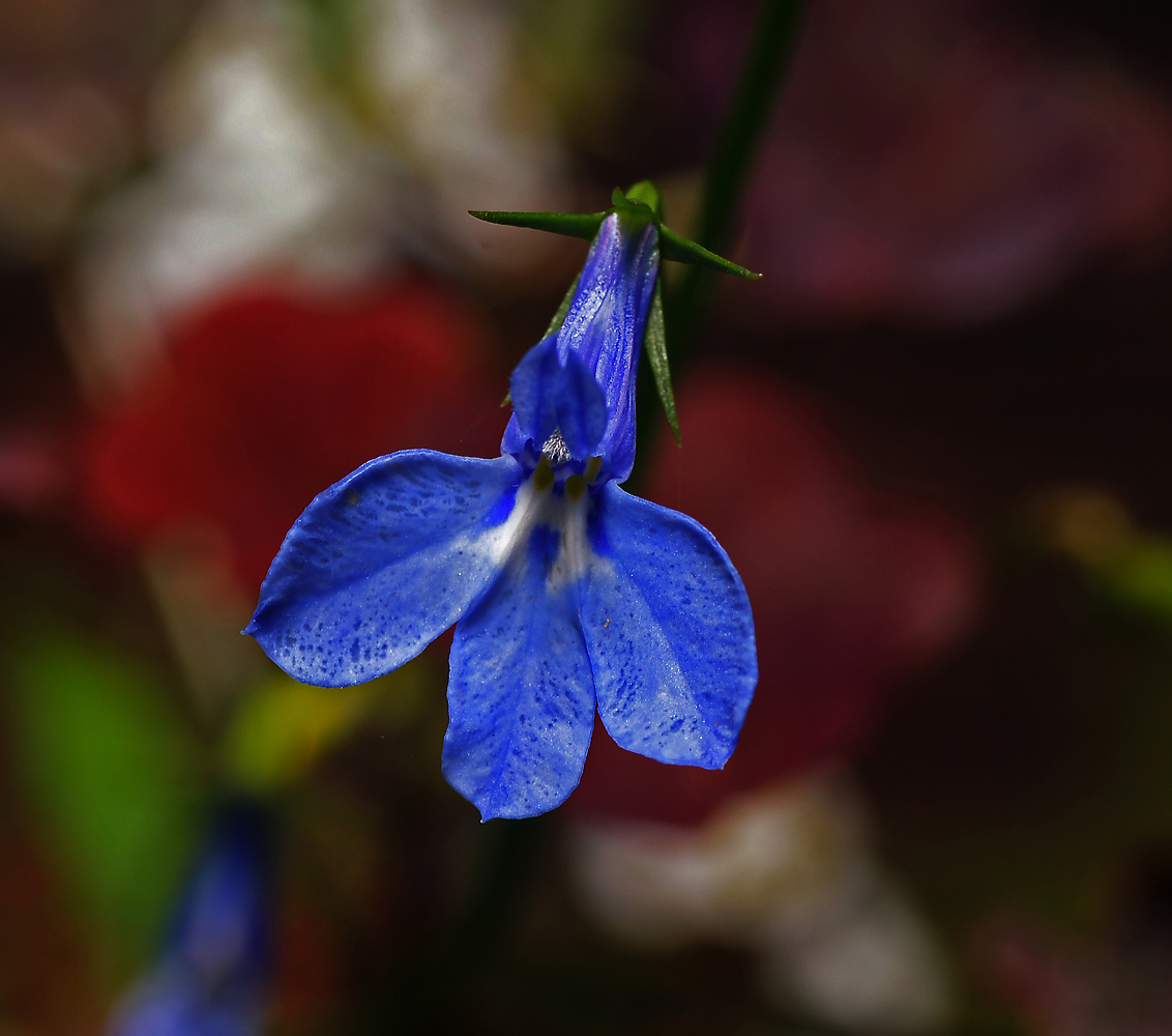 Изображение особи Lobelia erinus.