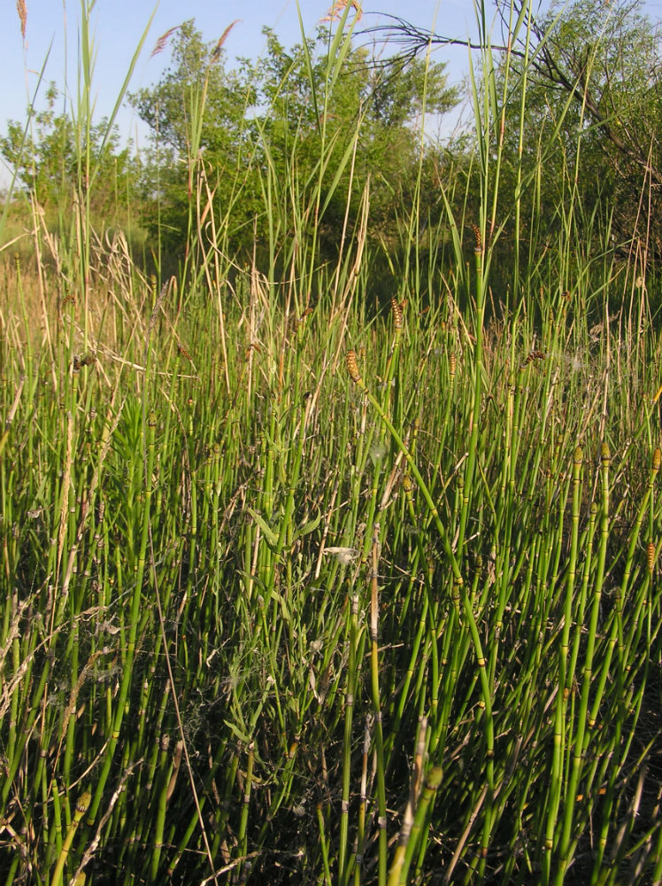 Image of Equisetum &times; moorei specimen.