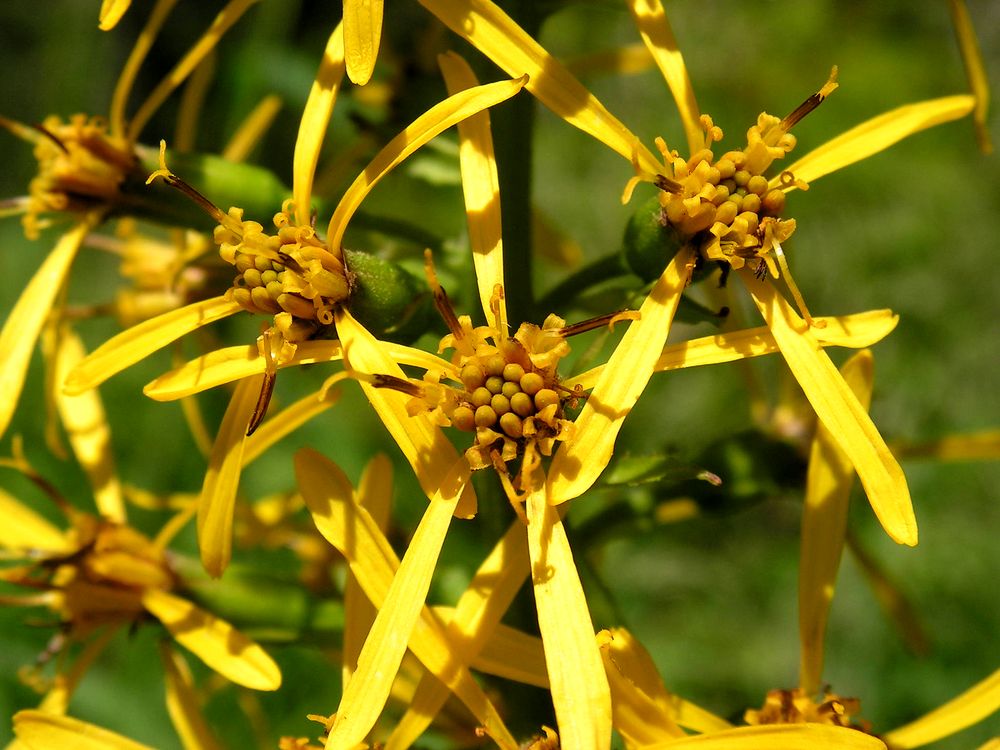 Image of Ligularia fischeri specimen.