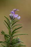 Rosmarinus officinalis