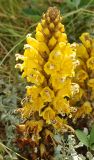 Cistanche tubulosa. Цветущее растение. Сокотра, залив Шуаб. 04.01.2014.