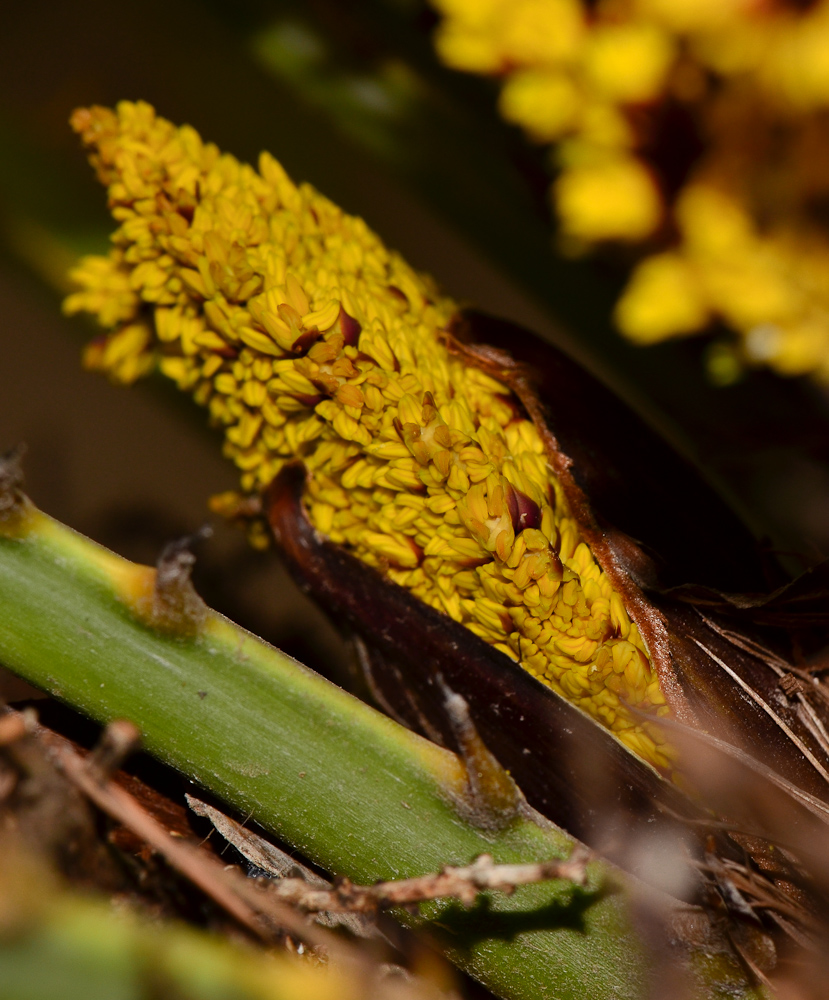 Image of familia Arecaceae specimen.