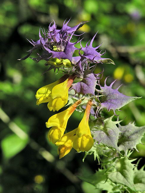 Image of Melampyrum nemorosum specimen.