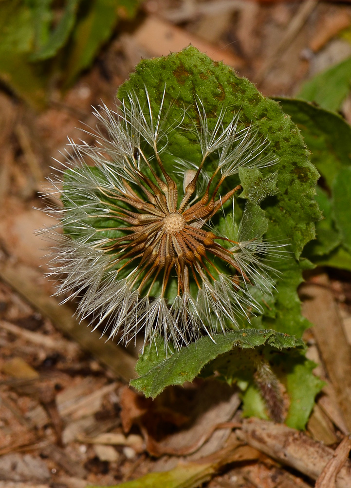 Image of Urospermum picroides specimen.